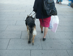 Viajar con un perro guía